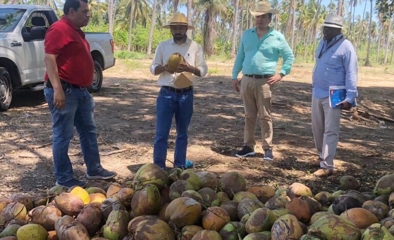 Promueve SEFODECO la exportación del coco a mercados canadienses