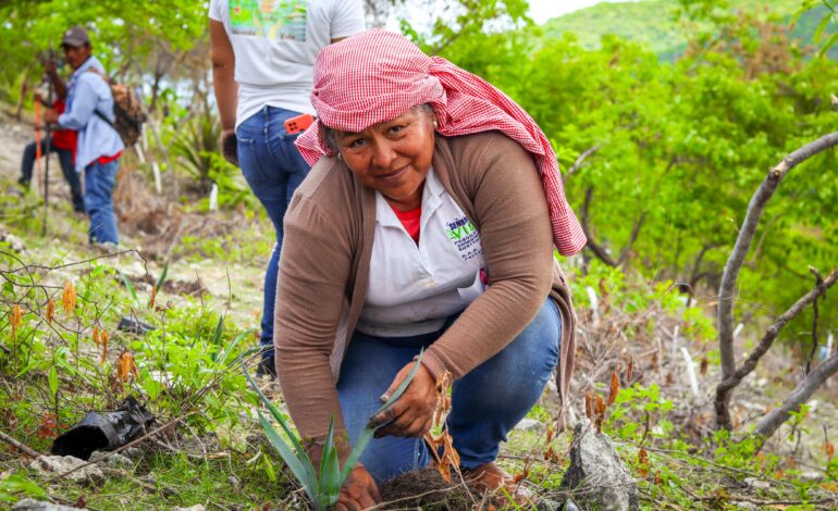 El Programa Sembrando Vida y SAGADEGRO reforestaron 2.5 de hectáreas en Xochipala