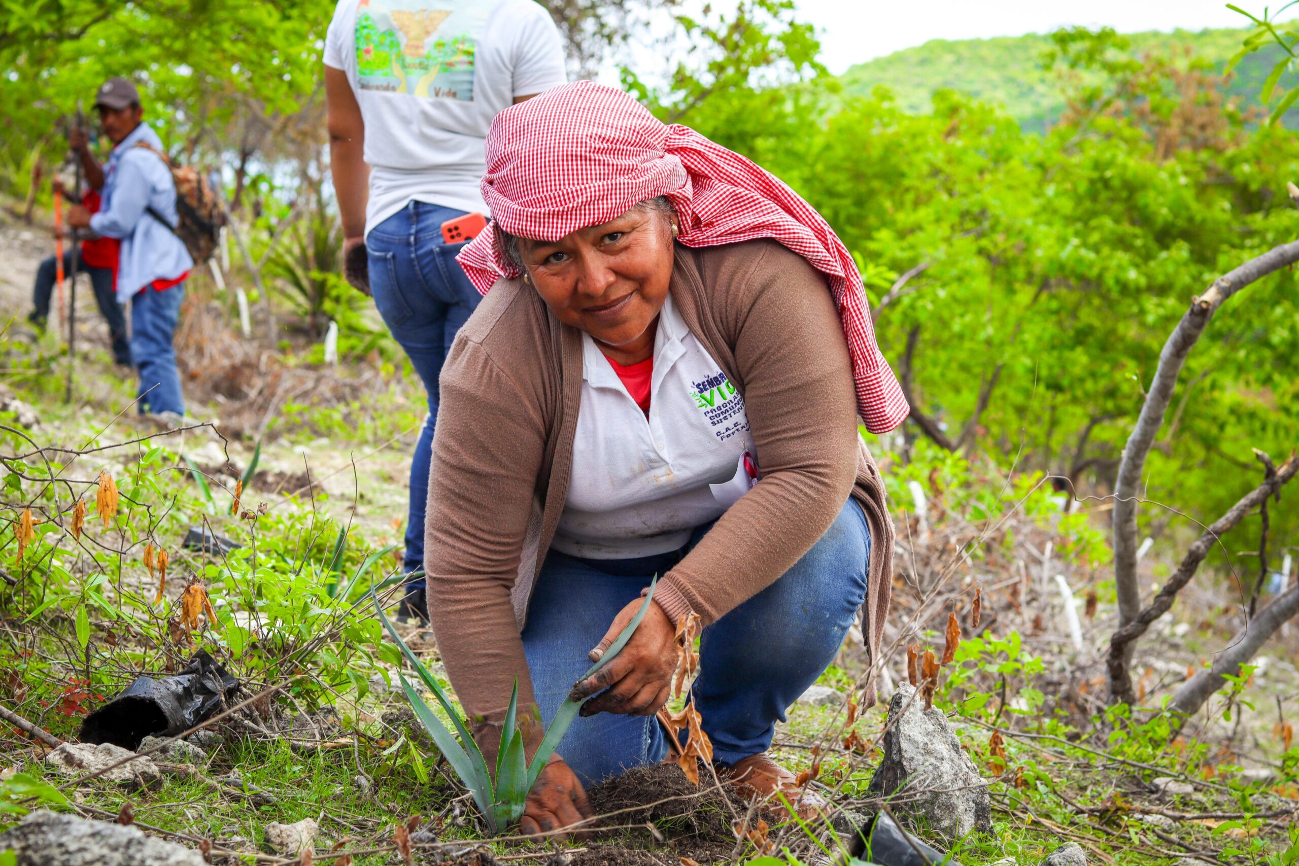 El Programa Sembrando Vida y SAGADEGRO reforestaron 2.5 de hectáreas en Xochipala