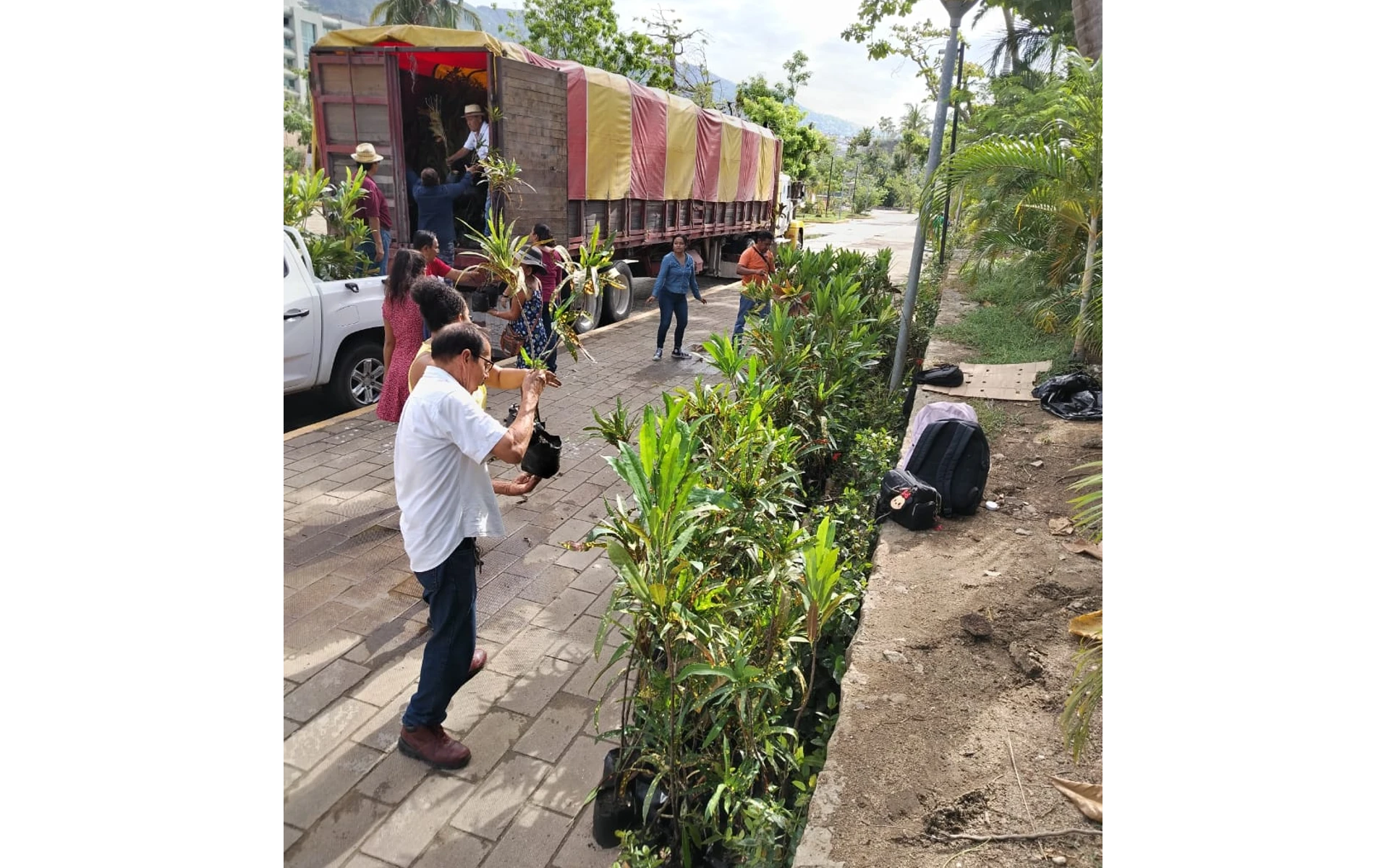 reforestación del puerto de Acapulco