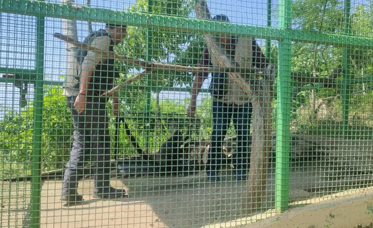 Trasladan a monos araña del Zoochilpan al Parque Papagayo
