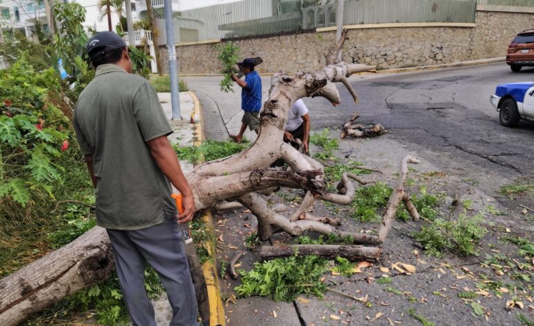 Retira Gobierno de Abelina árboles colapsados en Costera Vieja