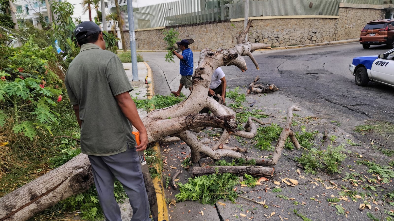 Retira Gobierno de Abelina árboles colapsados en Costera Vieja