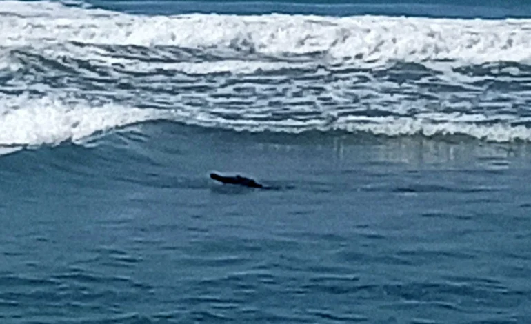 Cocodrilo en playa Bonfil pone en jaque a autoridades