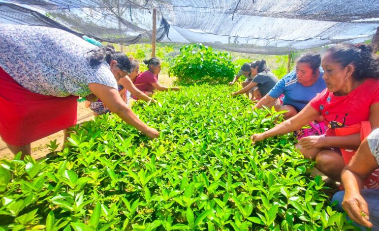 En Guerrero se ha cultivado cambios y cosechado bienestar con Sembrando Vida en 71 municipios del estado