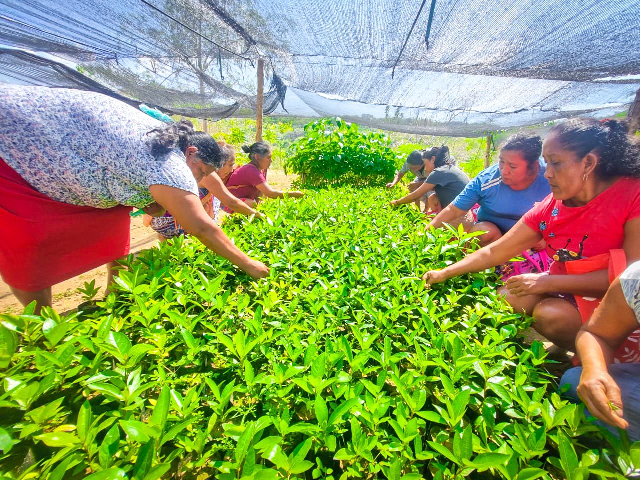 En Guerrero se ha cultivado cambios y cosechado bienestar con Sembrando Vida en 71 municipios del estado