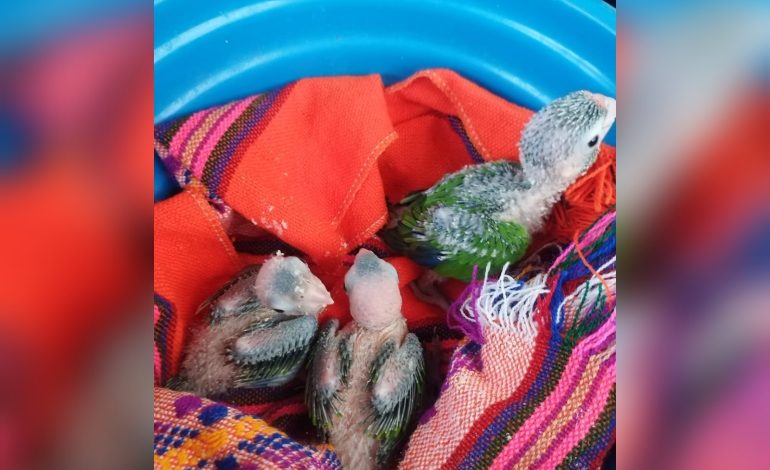 Profepa recupera y pone a salvo a polluelos de perico atolero extraídos ilegalmente de su nido en Guerrero