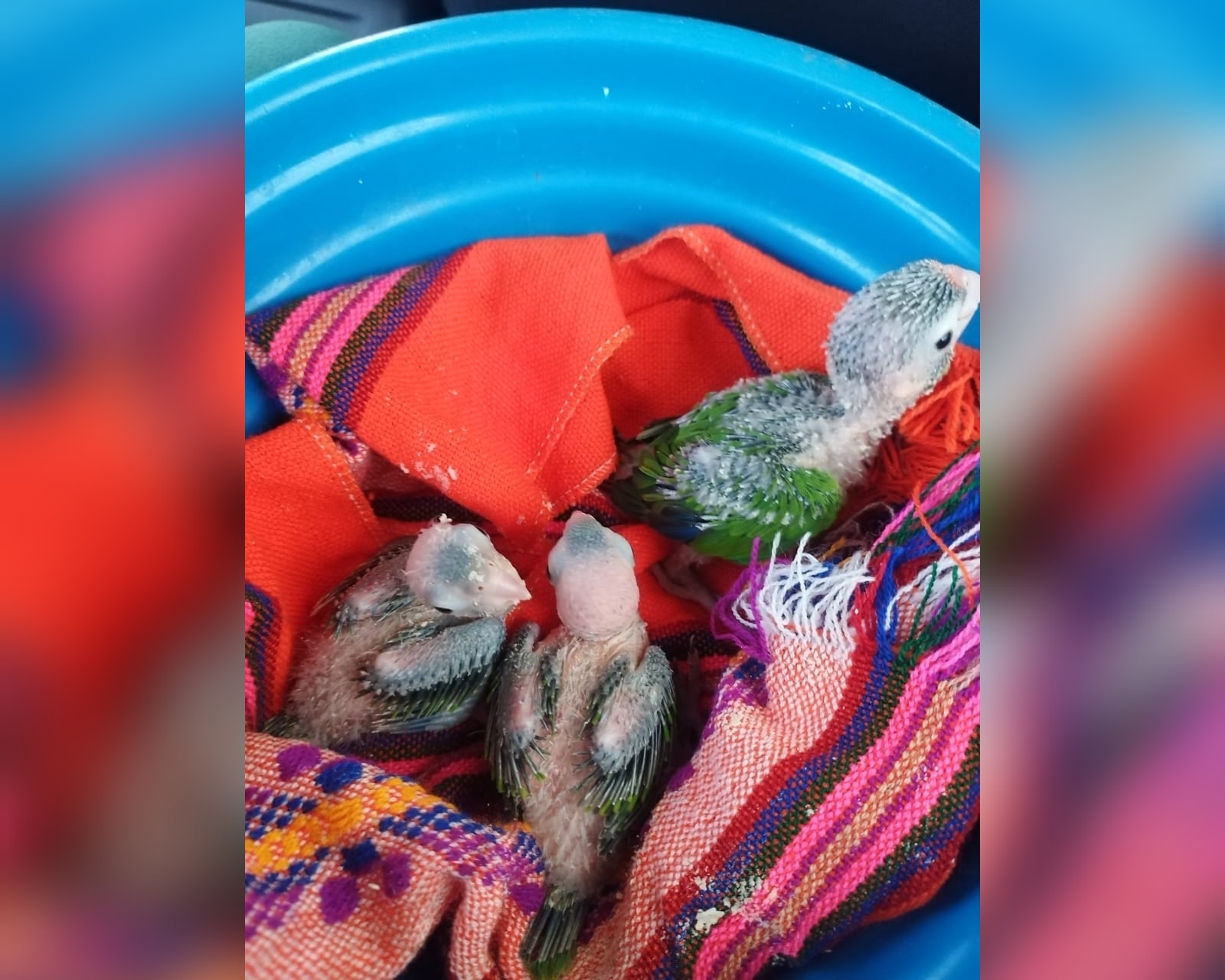 Profepa recupera y pone a salvo a polluelos de perico atolero extraídos ilegalmente de su nido en Guerrero