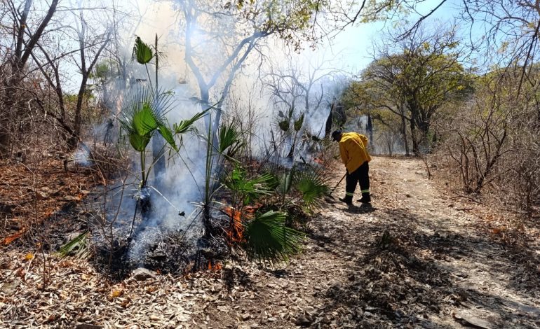 Acciones oportunas y capacitación constante reducen en un 67% las hectáreas afectadas por incendios forestales en Guerrero
