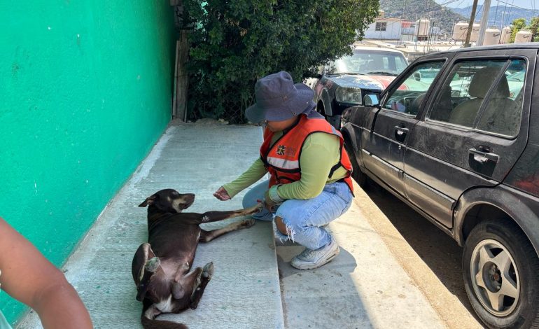 Atiende Gobierno Municipal denuncia por mortandad masiva de perros en colonia Primero de Mayo