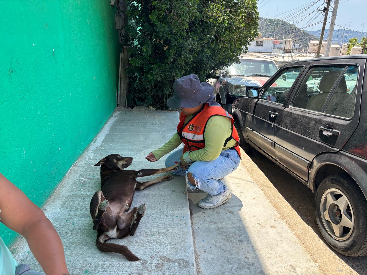 Atiende Gobierno Municipal denuncia por mortandad masiva de perros en colonia Primero de Mayo