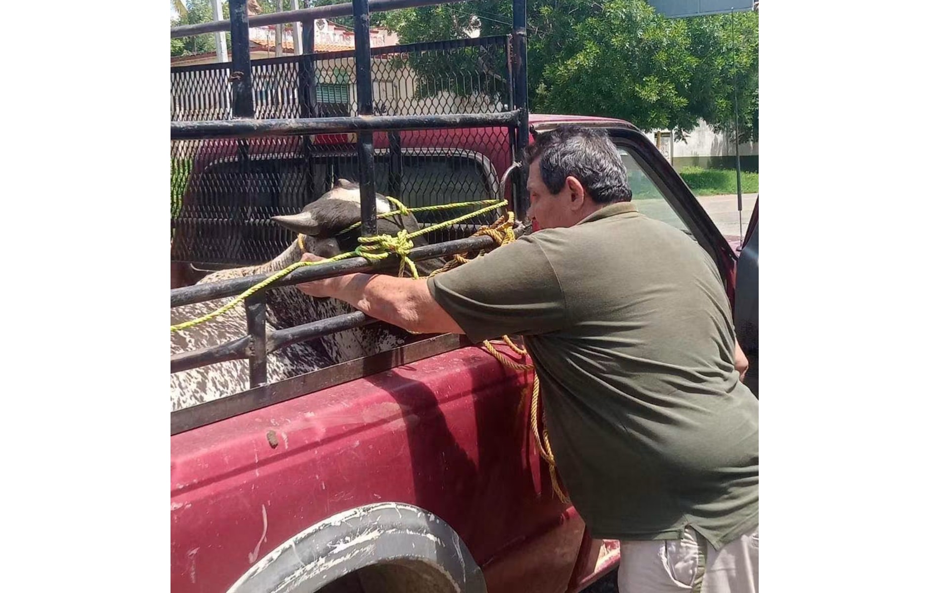 vigilancia para evitar la propagación de plagas3